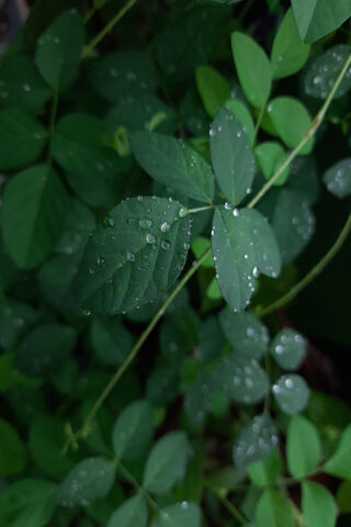 Nature's Sparkling Jewels: Raindrops on Leaves 🌧️💧