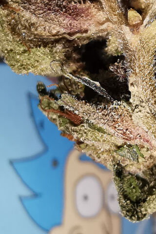 Riggity Wrecked: A Close-Up Adventure! 🌿💨