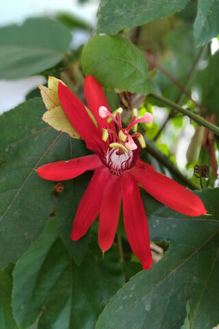 Crimson Beauty: The Enigmatic Rare Flower 🌺✨