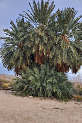 Majestic Oasis: The Rio Grande Palms 🌴✨