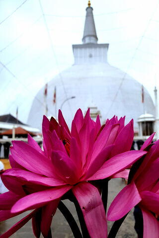 Lotus Blooms at the Sacred Stupa 🌸