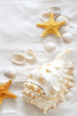 Shells And Starfish