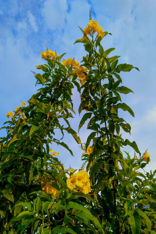 Golden Blooms Under a Blue Canvas 🌼☁️