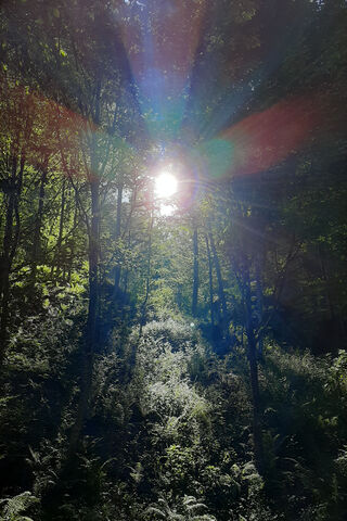 Sunshine Symphony 🌞🌿