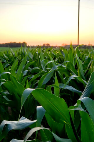 Golden Fields of Summer Delight 🌽☀️