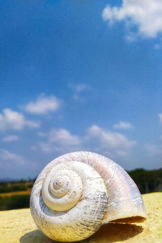 Nature's Spiral: The Snail Shell