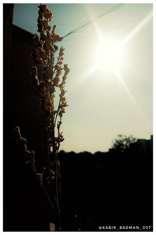 Golden Glow: Nature's Embrace 🌞🌾