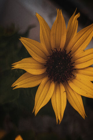 Golden Radiance: The Sunflower's Embrace 🌻✨
