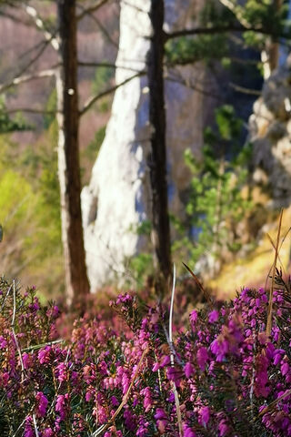 Blossoms of Spring: Nature's Awakening 🌸🌿