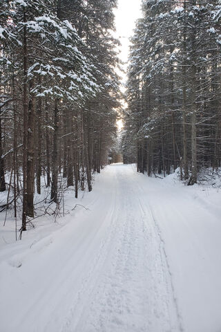 Winter Wonderland: A Journey Through the Snowy Forest ❄️🌲