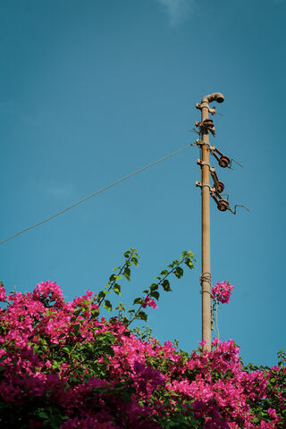 Skyward Blooms 🌸☁️