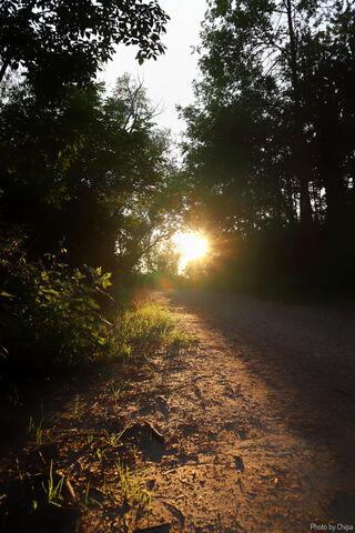 Golden Glow: A Pathway to Sunshine 🌞🌿