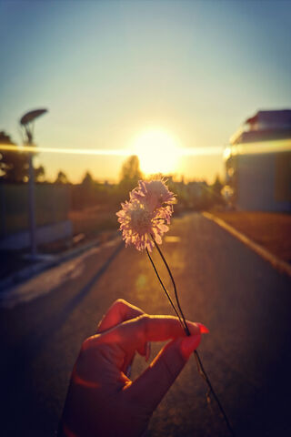Blossoms at Dusk 🌸🌅