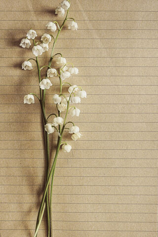 Whispers of Spring: Delicate Lily of the Valley
