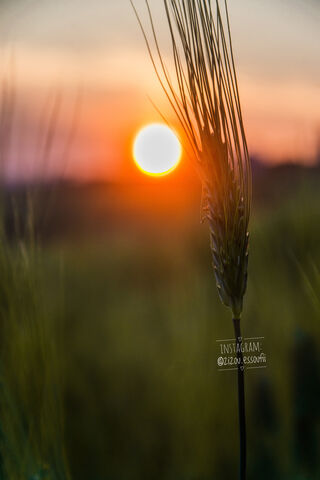 Golden Horizon: The Beauty of Wheat