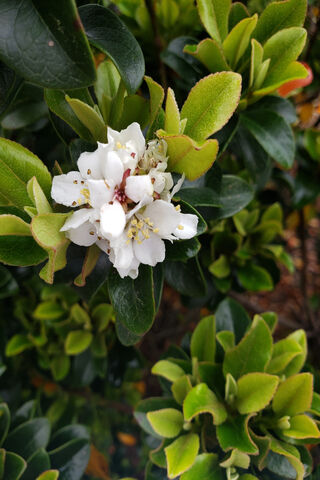 Blossoms of Joy: A Summer Delight 🌼🌿