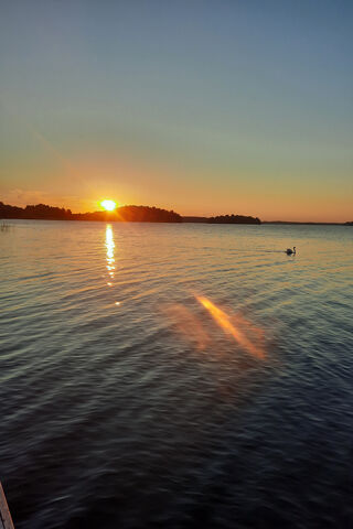 Serenity at Sunset: The Swan's Embrace