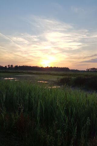 Golden Horizon: A Sunset Serenade 🌅