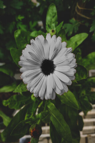 Shivam Nishad: The Beauty of Contrast 🌼✨