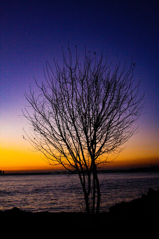 Twilight Serenity: The Lonely Tree