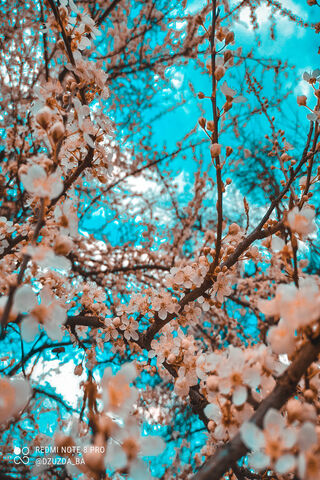 Blossoms of Hope: A Bosnian Spring 🌸✨