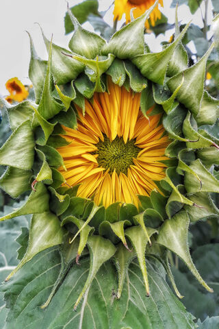 The Radiant Heart of the Sunflower 🌻✨