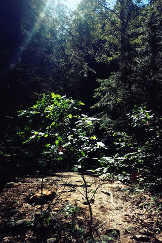 Whispers of Somerset Forest 🌲✨