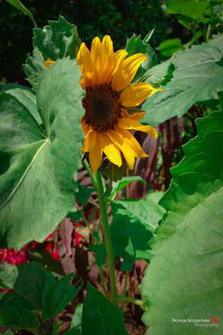 Sun-Kissed Beauty: The Sunflower Tree 🌻🌳