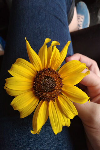 Golden Sunshine: A Sunflower's Embrace 🌻☀️