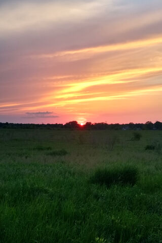 Golden Horizons: A Summer Evening Delight 🌅
