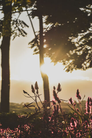 Golden Hour Blooms 🌅🌸