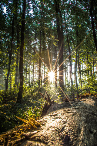 Morning Glow in the Woods 🌅🌲