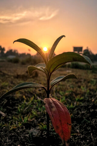 Sun Is A Flower