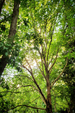 Sunlit Trees