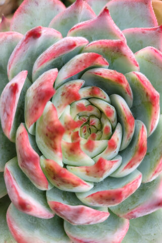 Nature's Colorful Spiral 🌿✨