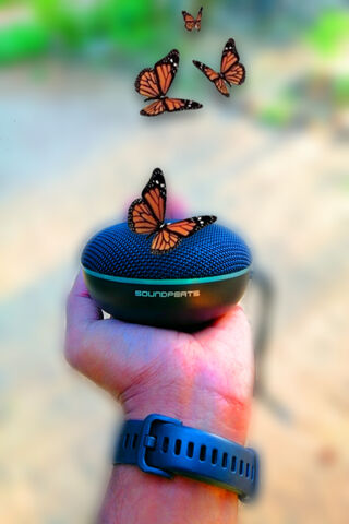 Melodies in Nature 🎶🦋