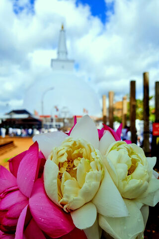 Lotus Blooms at the Sacred Stupa 🌸✨