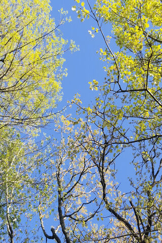 Beneath the Golden Canopy 🌳☀️