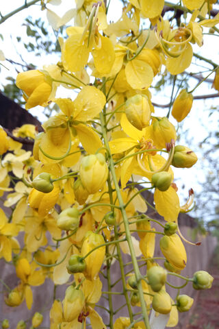 Golden Blooms of Sunari Ful 🌼✨