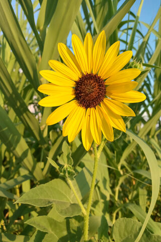 Golden Sunshine: The Majestic Sunflower 🌻