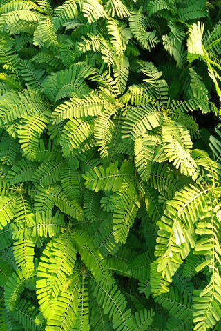 Lush Green Symphony 🌿🎶