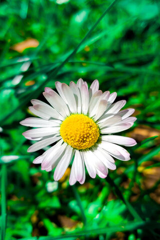 Daisy Delight: A Spring Awakening 🌼✨