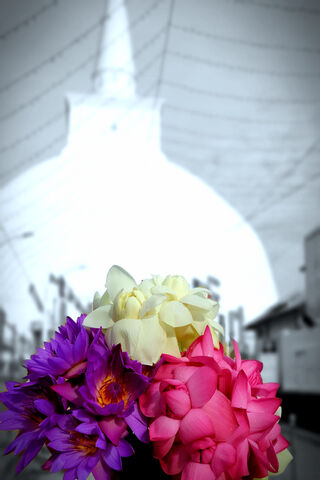 Blossoms of Serenity: A Glimpse of Sri Lanka 🌸🇱🇰