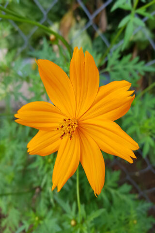 Golden Glow of Sunshine GG 🌼☀️