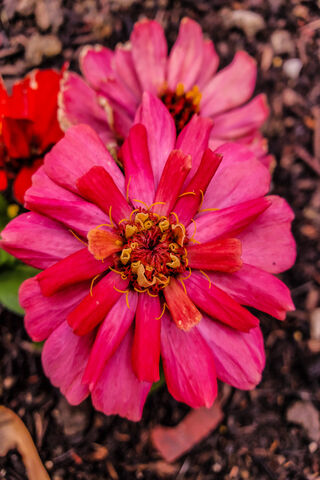 Summer Zinnia