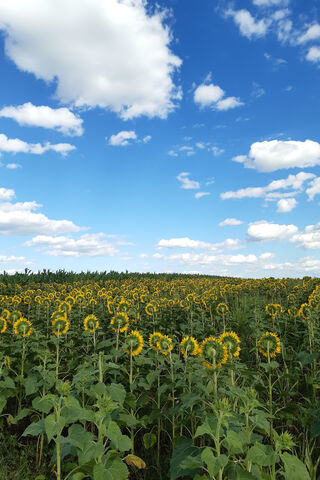 Golden Blooms Under a Blue Sky 🌻☀️