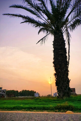 Golden Hour Bliss 🌅