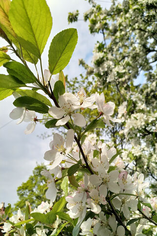 Awakening of Spring: A Floral Symphony 🌸🌿
