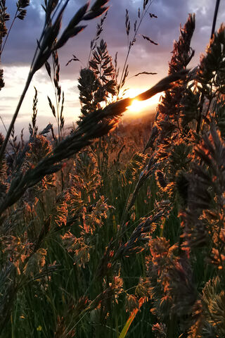 Spring Grass Sunset