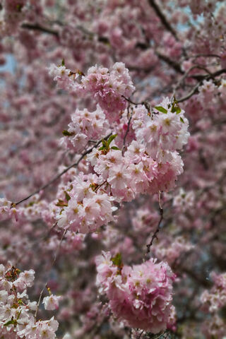 Whispers of Spring: A Floral Symphony 🌸✨